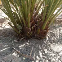 نخل برحی درجه یک