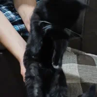 گربه