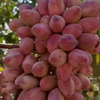 باغدار پسته قبل پول دادن به کود اینو ببین