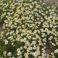 بابونه بابونه