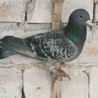 تعدادی کبوتر کفتر آلمانی ساده جوجه
