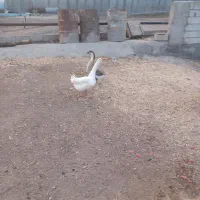 قوغاز|حیوانات مزرعه|ایواوغلی, |دیوار