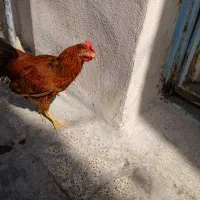 مرغ و خروس