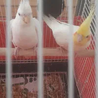 عروس هلندی|پرنده|تهران, فلسطین (میدان انقلاب)|دیوار