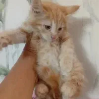 گربه dlh