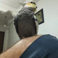 2تا عروس نر|پرنده|بندرعباس, |دیوار