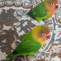 یک جفت کوتوله با جوجه ۲۰ روزه