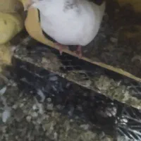 کبوتر|پرنده|رودخانه, |دیوار