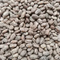 لوبیا مرغوب چیتی ارتشی امسال