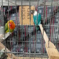 کتولهجفتوتک|پرنده|مشهد, کشف|دیوار