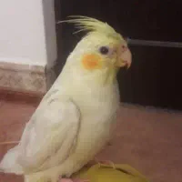 عروس هلندی گم شده تامین اجتماعی باشگاه رویین تن