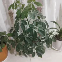 گل طبیعی قشنگ