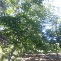 فروشی فوری و زیر قیمت باغچه به متراژ 1100متر|فروش زمین و ملک کلنگی|انزل, |دیوار