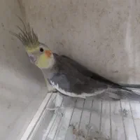 جفت عروس هلندی