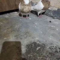 طوقی زرد خال سیاه|پرنده|رزن, |دیوار