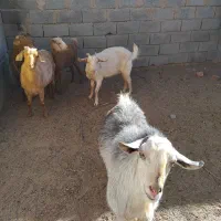 باسلام تعداد ۴عدد بز فروش|حیوانات مزرعه|قائن, |دیوار