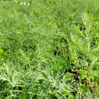 سبزی‌های محلی ،کاملا ارگانیک|خوردنی و آشامیدنی|دالخانی, |دیوار