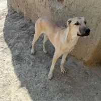 توله سگ 7ماه