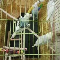 مرغ عشق سالم و سرحال|پرنده|کرج, شهرک فهمیده|دیوار