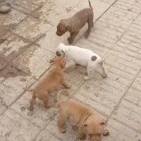 سگ پیت بول|سگ|شاهین‌شهر, نبوت|دیوار