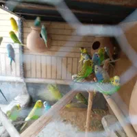 مرغ عشق|پرنده|سراوان, |دیوار