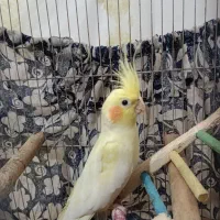 فروش جفت عروس هلندی کار داده بندر لنگه|پرنده|بندرلنگه, |دیوار