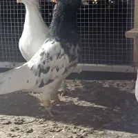 جوجه ذات دار