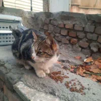 واگذاری سه عدد گربه 7 ماهه تا یکسال .