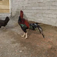 خروس لاری درجه یک