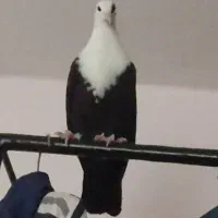 کلاغ کربلایی یا کله سفید