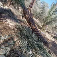 خرید فروش انواع نخل|خدمات باغبانی و درختکاری|شادگان, |دیوار