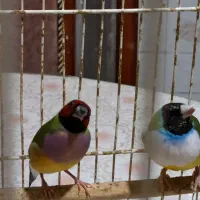 یک جفت فنچ زیبا|پرنده|شیراز, باغ تخت|دیوار