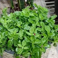 .حراجی۸۰گل|حراج|بروجرد, |دیوار