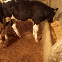 گوساله نر هلشتاین