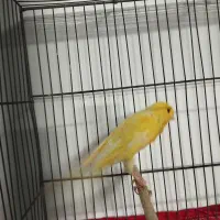 قناری رسمی بلند قرص بخون|پرنده|قرچک, زیبا شهر|دیوار