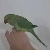 طوطی ملنگو رام و سخنگو