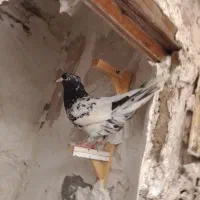 کفتر|پرنده|مشهد, هنرور|دیوار