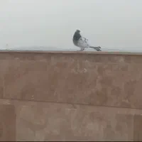 یک عدد کفتر کله دار کاکولی