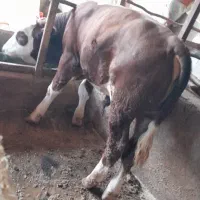 گوساله نر