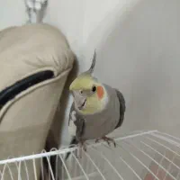 عروس هلندی فول رام سخنگو|پرنده|فردوس (خراسان), |دیوار