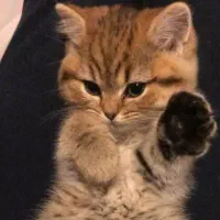 گربه‌ی جیبی