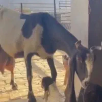 بز پاکستانی گوش بلند ۲قلو دار پر شیر|حیوانات مزرعه|بروجن, |دیوار