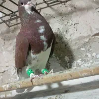 نروماده یال شهری