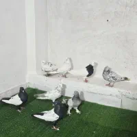 کفتر بهبونی