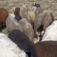 پونزده راس میش بره