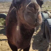 شتر نر|حیوانات مزرعه|جلگه ماژان, |دیوار