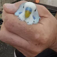 مرغ عشق جفت