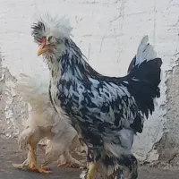مرغ وخروس سلطان