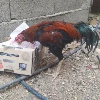 جوجه لاری و تخم لاری و خروس|حیوانات مزرعه|ساوه, |دیوار