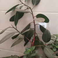 گل فیلکوس همراه با یک گل قاشق